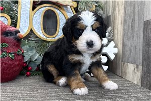 Oscar - puppy for sale