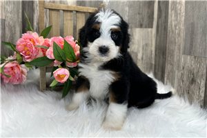 April - Bernedoodle, Mini for sale