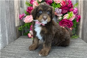 Sylvester - Bernedoodle, Mini for sale
