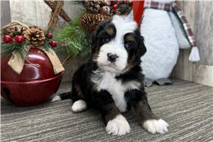 Kash - puppy for sale