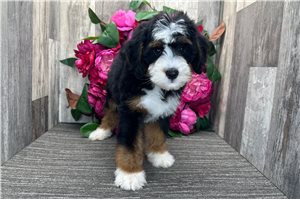 Archie - Bernedoodle, Mini for sale