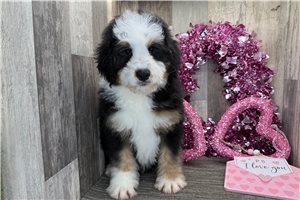 Pirate - Bernedoodle, Mini for sale