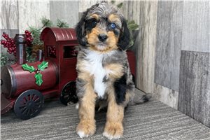 Porter - puppy for sale