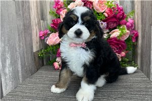 Idris - Bernedoodle, Mini for sale
