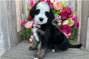 Stanley - Bernedoodle, Mini for sale