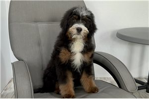 Sooner - Bernedoodle, Mini for sale