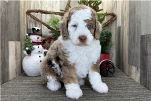 Lopez - puppy for sale