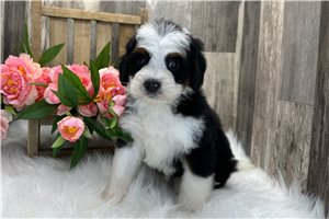 Alexis - Bernedoodle, Mini for sale