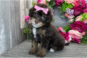 Rosalyn - Bernedoodle, Mini for sale