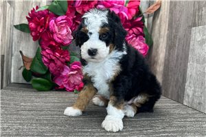 Pepito - puppy for sale