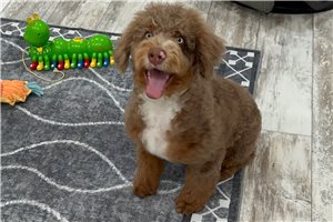 Rudolph - Bernedoodle, Mini for sale