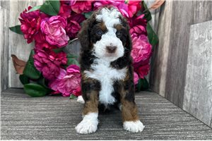 Percy - puppy for sale