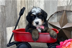 Sooner - Bernedoodle, Mini for sale