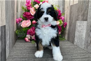 Isaac - Bernedoodle, Mini for sale