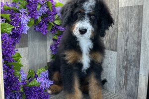 Stewie - Bernedoodle, Mini for sale