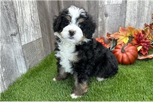 Vito - Bernedoodle, Mini for sale