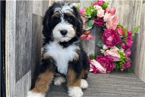 Archie - Mini Bernedoodle for sale