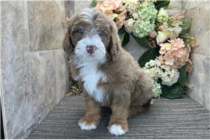Ronald - puppy for sale