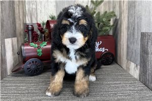 Plum - puppy for sale