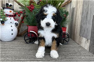 Hera - puppy for sale