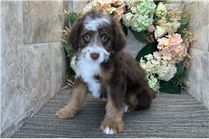 Silas - Bernedoodle, Mini for sale