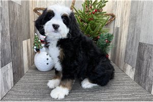 Giselle - puppy for sale