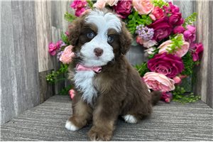 Slade - Bernedoodle, Mini for sale