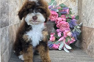 Peony - Bernedoodle, Mini for sale