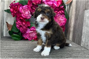 Penelope - Mini Bernedoodle for sale