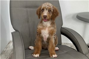 Lucy - Bernedoodle, Mini for sale