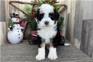 Keaton - puppy for sale