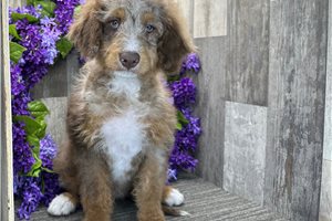 Lucy - Bernedoodle, Mini for sale