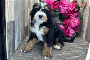 Brent - Bernedoodle, Mini for sale