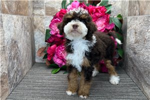 Peony - Bernedoodle, Mini for sale
