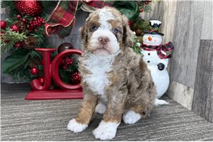 Ivan - puppy for sale