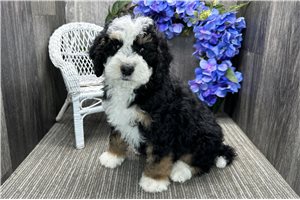 Benjamin - puppy for sale