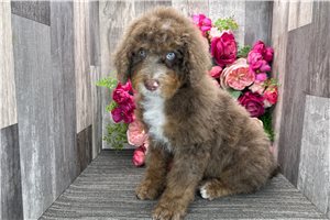 Rudolph - Bernedoodle, Mini for sale