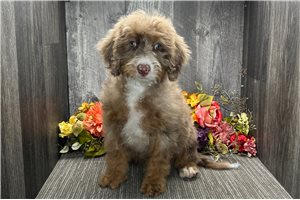 Bethany - Bernedoodle, Mini for sale