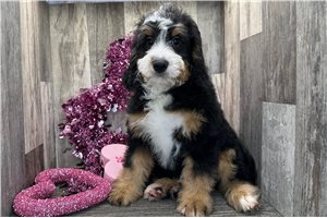 Perdita - puppy for sale