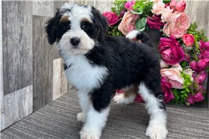 Alexis - Bernedoodle, Mini for sale