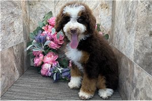 Percy - Bernedoodle, Mini for sale