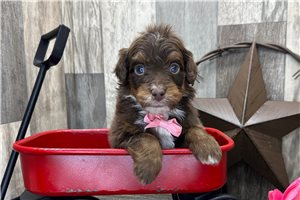 Sylvester - Bernedoodle, Mini for sale