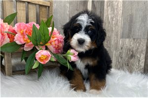 Arlo - Bernedoodle, Mini for sale