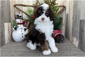 Isabella - puppy for sale