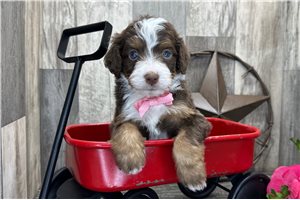 Silas - puppy for sale