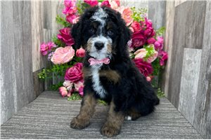 Stewie - Mini Bernedoodle for sale