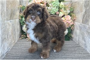 Sylvester - Bernedoodle, Mini for sale