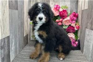 Stewie - puppy for sale