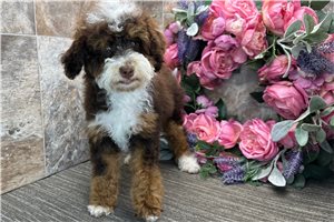 Peony - puppy for sale