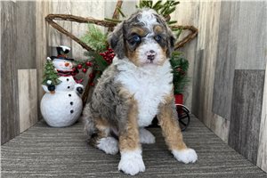 Luca - Bernedoodle, Mini for sale
